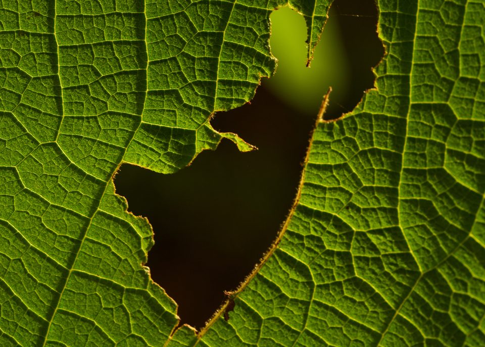 Pest damage on leaf