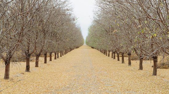 Pistachio orchard