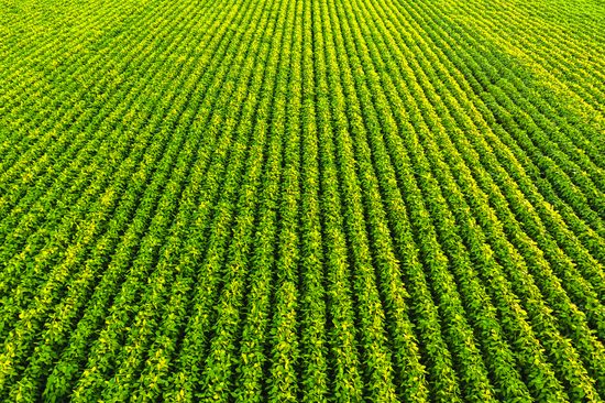 Row crops
