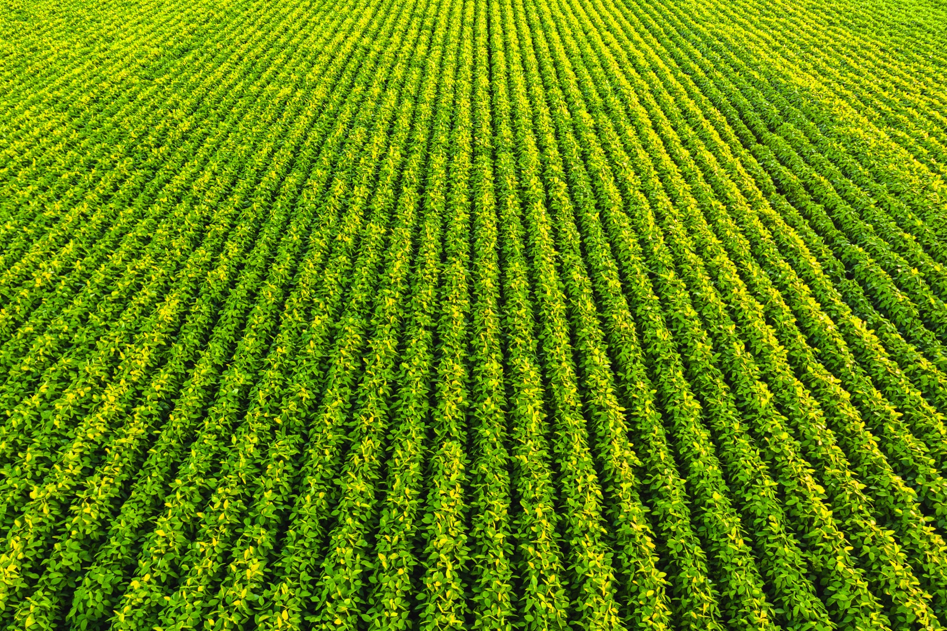 Row crops