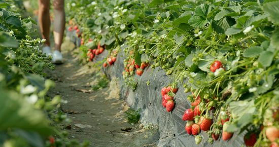 Strawberry field