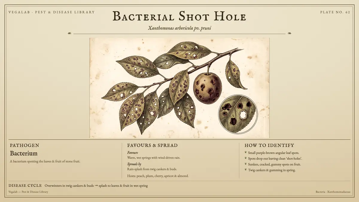 Identification plate for bacterial shot hole: bacterium, size shown to scale, with overwinters in twig cankers & buds → splash to leaves & fruit in wet spring.