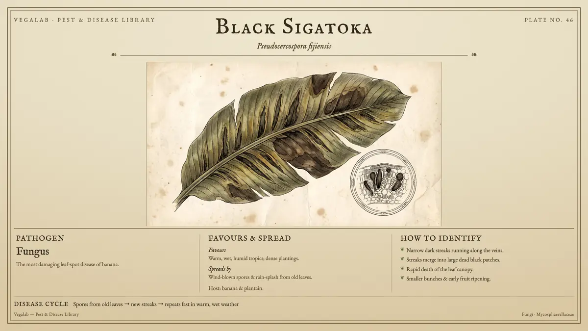 Identification plate for black sigatoka: fungus, size shown to scale, with spores from old leaves → new streaks → repeats fast in warm, wet weather.