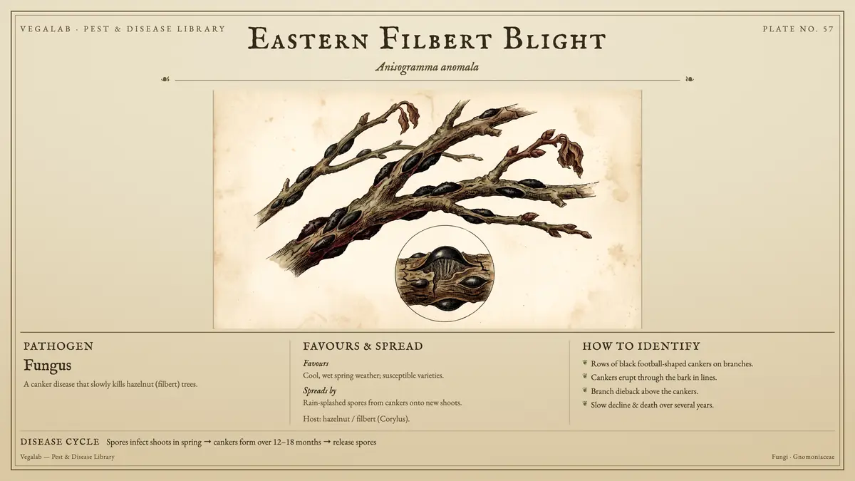 Identification plate for eastern filbert blight: fungus, size shown to scale, with spores infect shoots in spring → cankers form over 12 - 18 months → release spores.