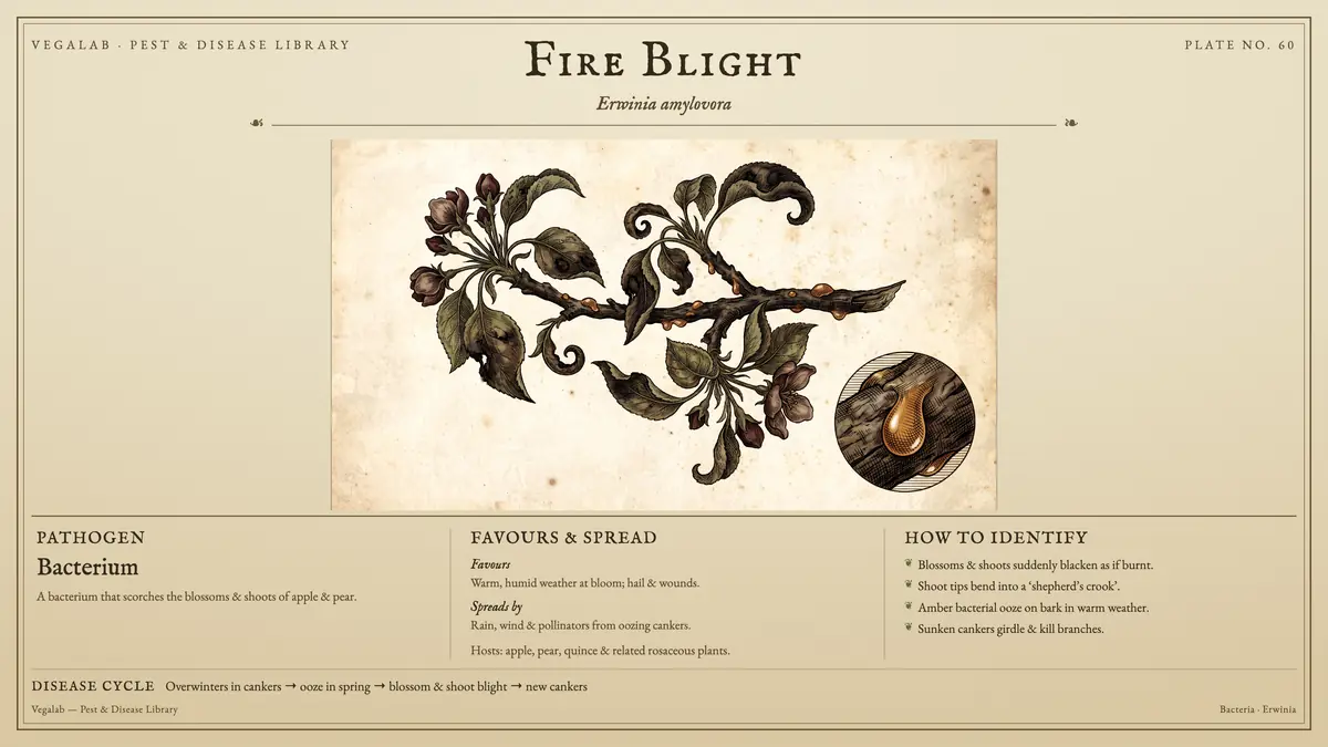 Identification plate for fire blight: bacterium, size shown to scale, with overwinters in cankers → ooze in spring → blossom & shoot blight → new cankers.