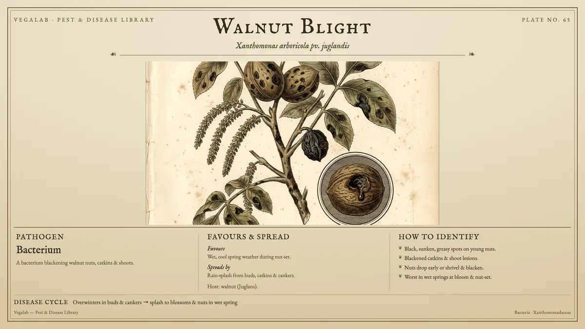 Identification plate for walnut blight: bacterium, size shown to scale, with overwinters in buds & cankers → splash to blossoms & nuts in wet spring.
