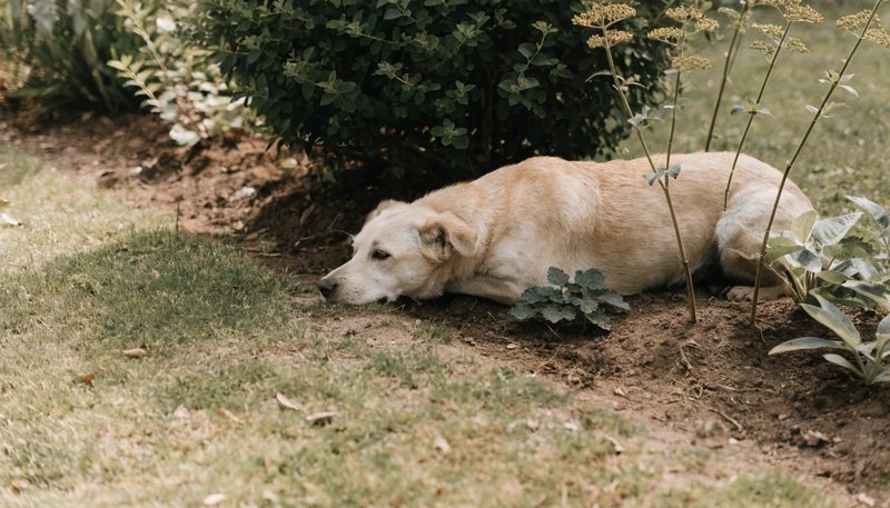 A dog lying on a lawn edge beside a planted border.