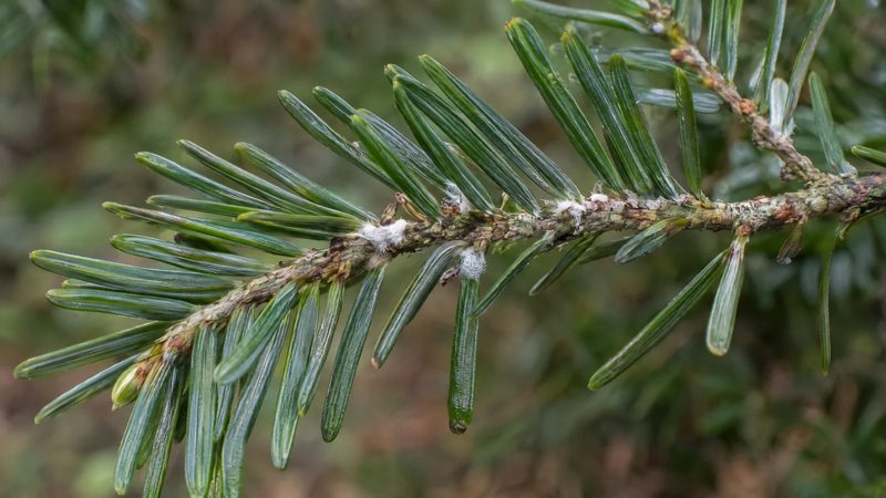A few small white cottony tufts at the base of green hemlock needles on the underside of a twig.