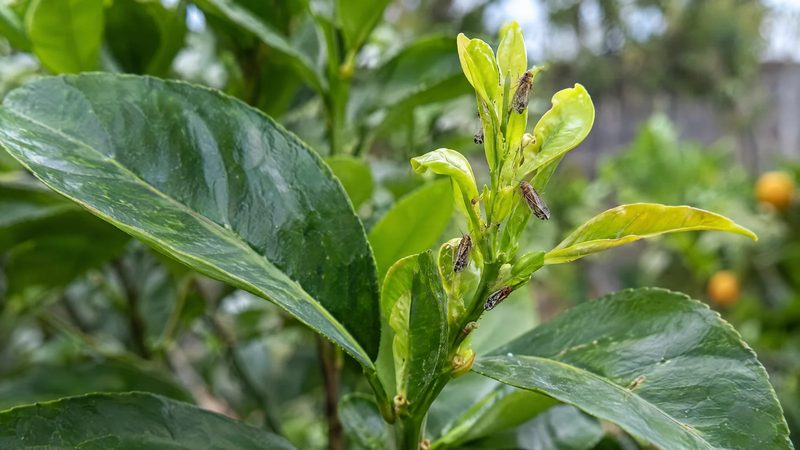 Two small mottled brown psyllids with raised tails on a light green new citrus shoot among healthy leaves.