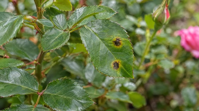 Green rose leaves with two small black spots with fringed edges on one leaflet.