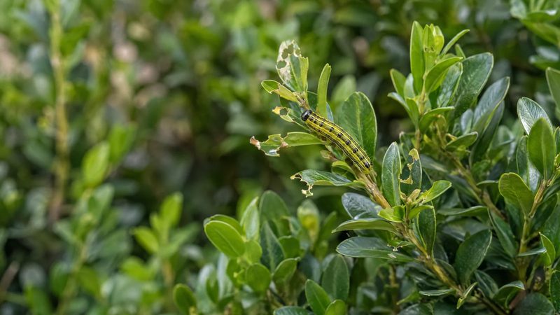 A striped green and yellow caterpillar on a mostly healthy boxwood sprig with a few chewed leaves.