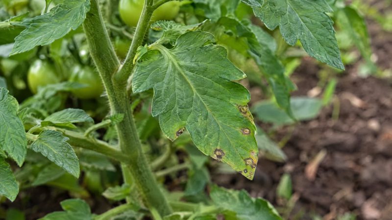 Lower tomato leaf with a few small brown spots with tan centers on otherwise healthy green foliage.