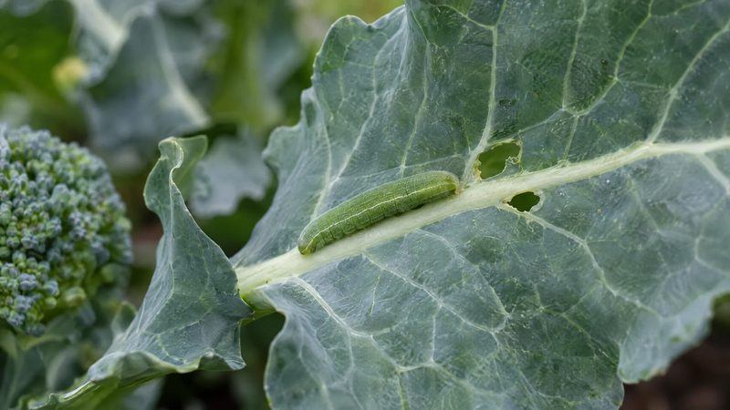 A single velvety green caterpillar lying along the midrib of a broccoli leaf beside two small chewed holes.