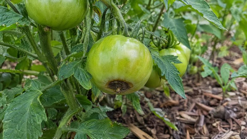 A green tomato with a small dark sunken spot at the bottom, hanging beside healthy tomatoes on the vine.