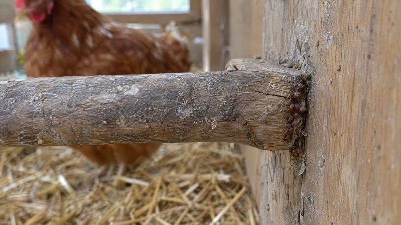 A few tiny reddish mites in a crack at the end of a wooden perch inside a chicken coop.