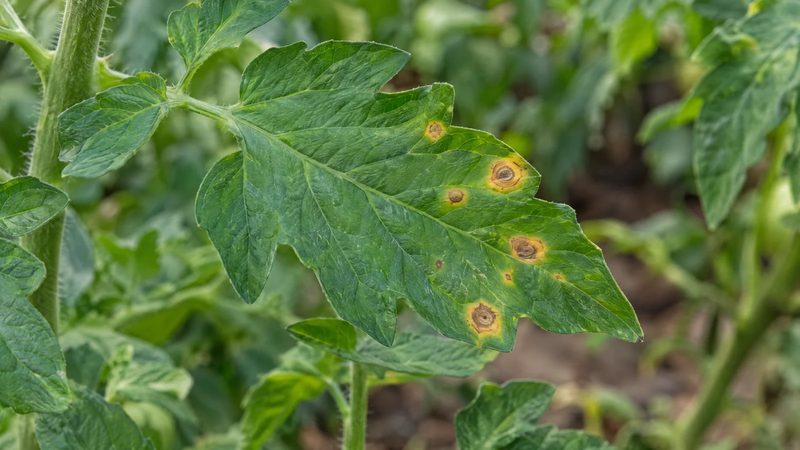 Tomato leaflet with a few brown target-ringed spots and yellow halos among healthy green foliage.