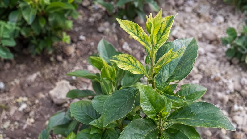 New leaves on a shoot tip turning yellow between green veins, with older green leaves below.