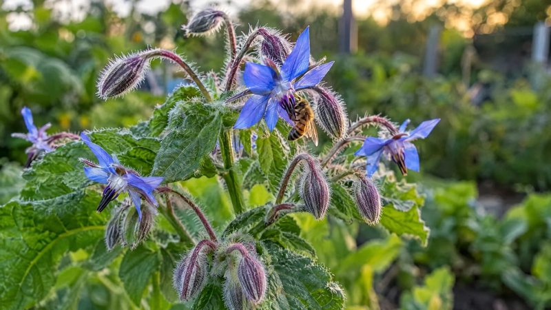 A honey bee gathering nectar from blue borage flowers in a garden.