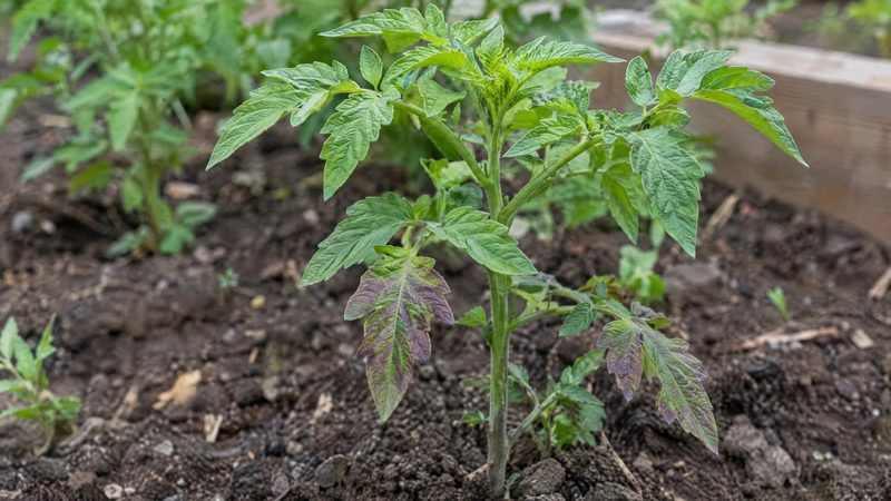 Young tomato plant with a purple tint on its lower leaves and green upper leaves.