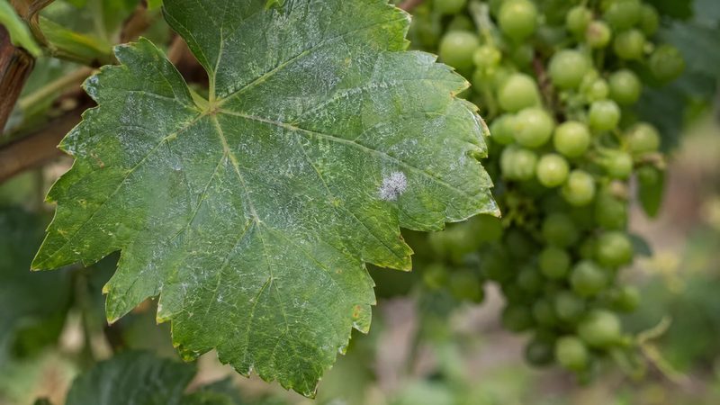 Green grape leaf with a light sulfur residue and one small white powdery mildew spot, grape cluster blurred in the background.