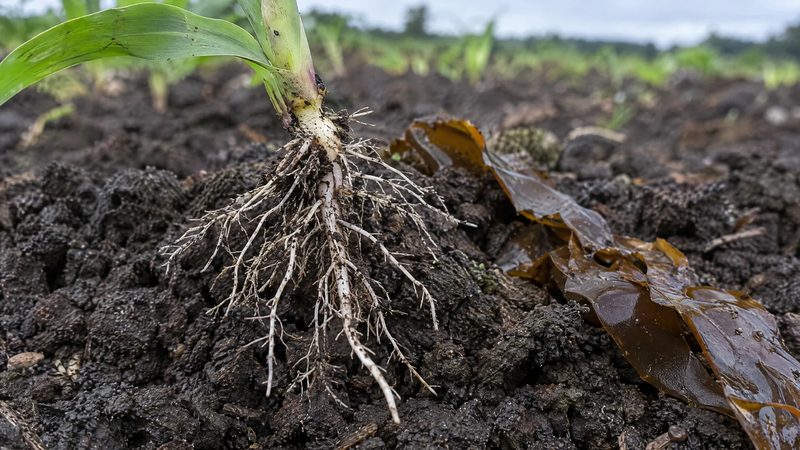 Young seedling with a fine, branching white root system resting on dark moist soil next to a strand of brown seaweed.