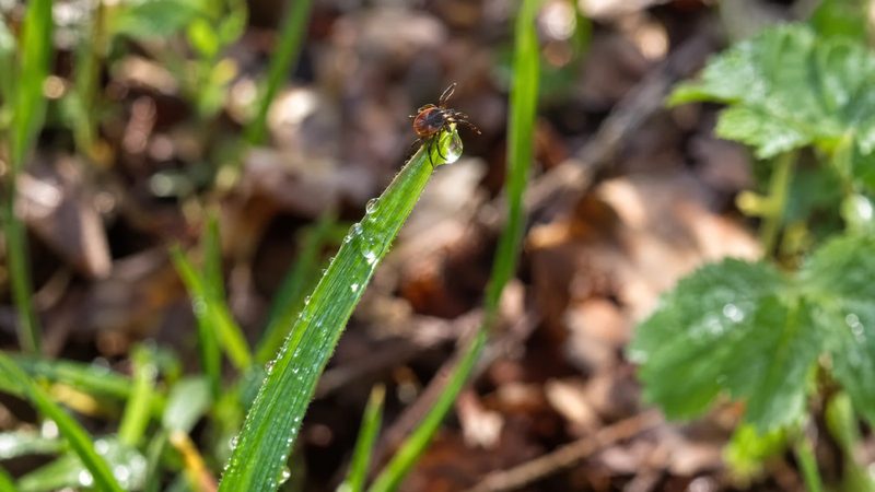 A tiny dark tick nymph clings to the tip of a grass blade with its front legs outstretched beside a leafy woodland edge.