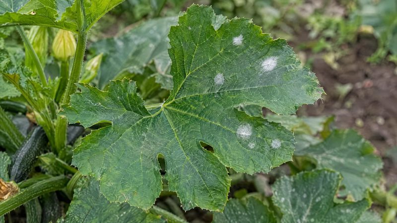 Green zucchini leaf with a few small round white powdery spots on the upper surface.