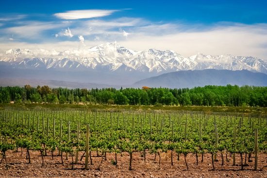 Vineyard